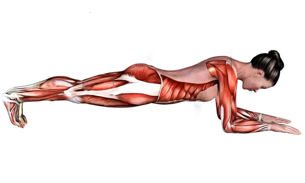 which muscles work on the plank
